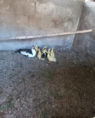 Animali da cortile