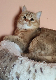 British Scottish Golden