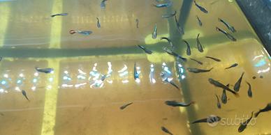 Pesci tropicali Guppy