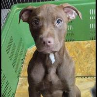 American terrier pitbull
