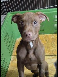 American terrier pitbull