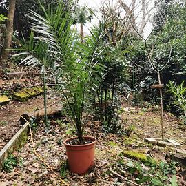 Palma di Valencia h 130 circa