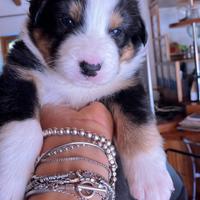 Cuccioli di pastore australiano