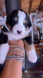 Cuccioli di pastore australiano