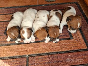 Cani Jeck Russell
