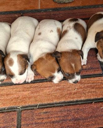 Cani Jeck Russell