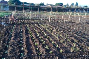 Lotti di terreno per orti e pollai