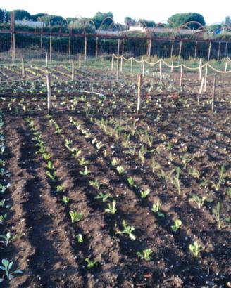 Lotti di terreno per orti e pollai