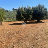 TER. AGRICOLO A SAN CESAREO