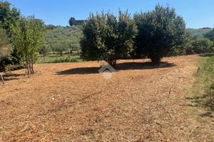 TER. AGRICOLO A SAN CESAREO