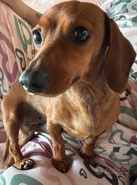 Bassotta nana tedesca