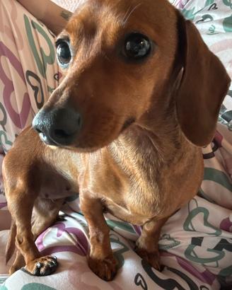 Bassotta nana tedesca