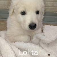 Cuccioli meticci