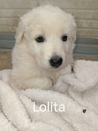 Cuccioli meticci