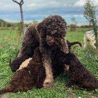 Cucciolo lagotto romagnolo con pedigree