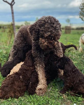Cucciolo lagotto romagnolo con pedigree