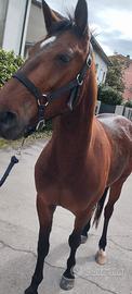 Cavallo di 4 anni