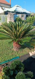 cycas