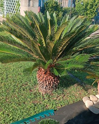 cycas