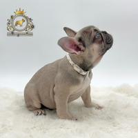 Dolcissima Bulldog Francese Sable' Tan