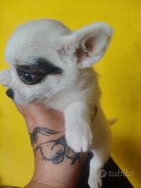 Cucciola chihuahua