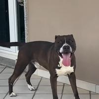 Pit bull maschio per monta