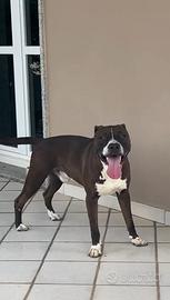Pit bull maschio per monta