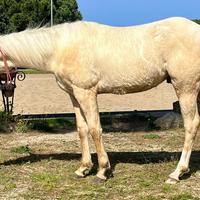 Puledro Quarter Horse