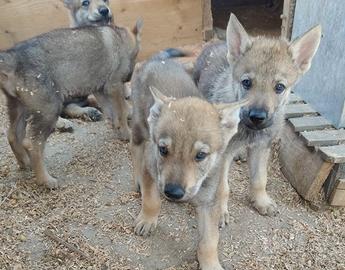 Cuccioli di canelupo cecoslovacco