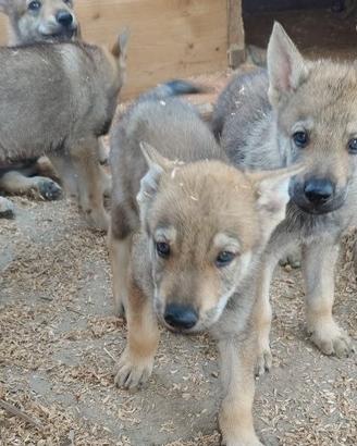 Cuccioli di canelupo cecoslovacco
