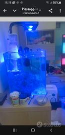 acquario marino completo pronto da utilizzare