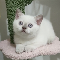 Scottish Straight & Fold