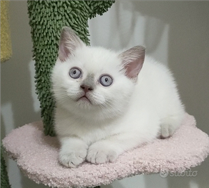 Scottish Straight & Fold