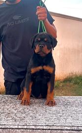 Rottweiler