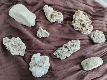 Fossili e Minerali Decorativi