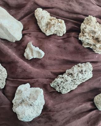 Fossili e Minerali Decorativi