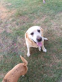Labrador femmina