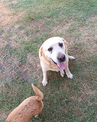 Labrador femmina