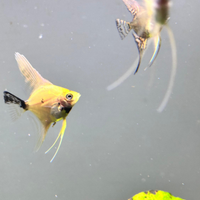 Scalari pterophyllum leggere l'annuncio