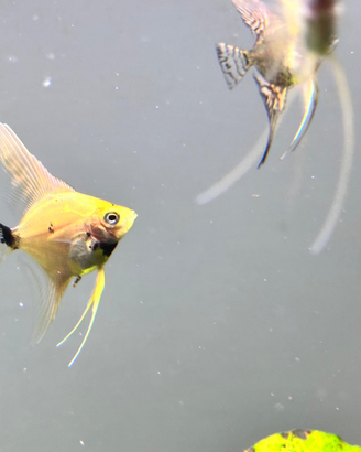 Scalari pterophyllum leggere l'annuncio