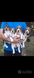 Cuccioli beagle