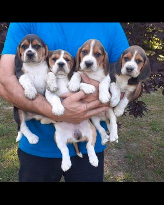 Cuccioli beagle