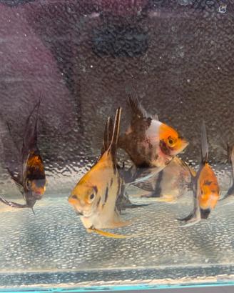 Scalari koi
