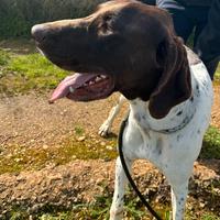 Dura due anni taglia medio grande