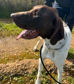 Dura due anni taglia medio grande