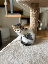 Gatto europeo
