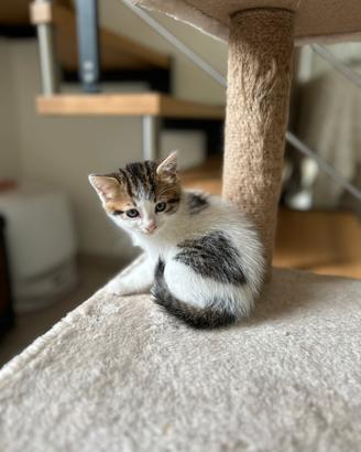 Gatto europeo
