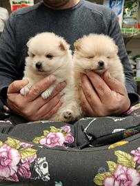 Cucciolo di volpino spitz