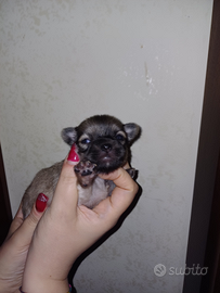 Chihuahua maschietto