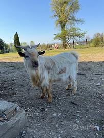 Becco
